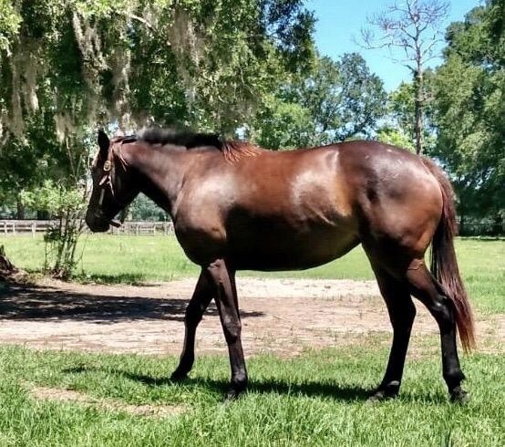 “For Sale” Filly out of Mafietta