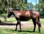 “For Sale” Filly out of Mafietta