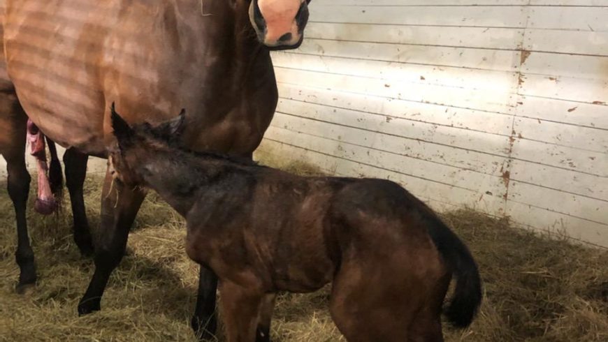 Lateen (Henry the Navigator/King Mambo) gave birth on April 30, 2020 to a big beautiful son of Treasure Beach (Galileo)