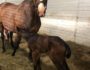 Lateen (Henry the Navigator/King Mambo) gave birth on April 30, 2020 to a big beautiful son of Treasure Beach (Galileo)